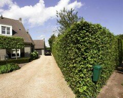 Haag